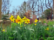 Daffodils in the Cemetery Park